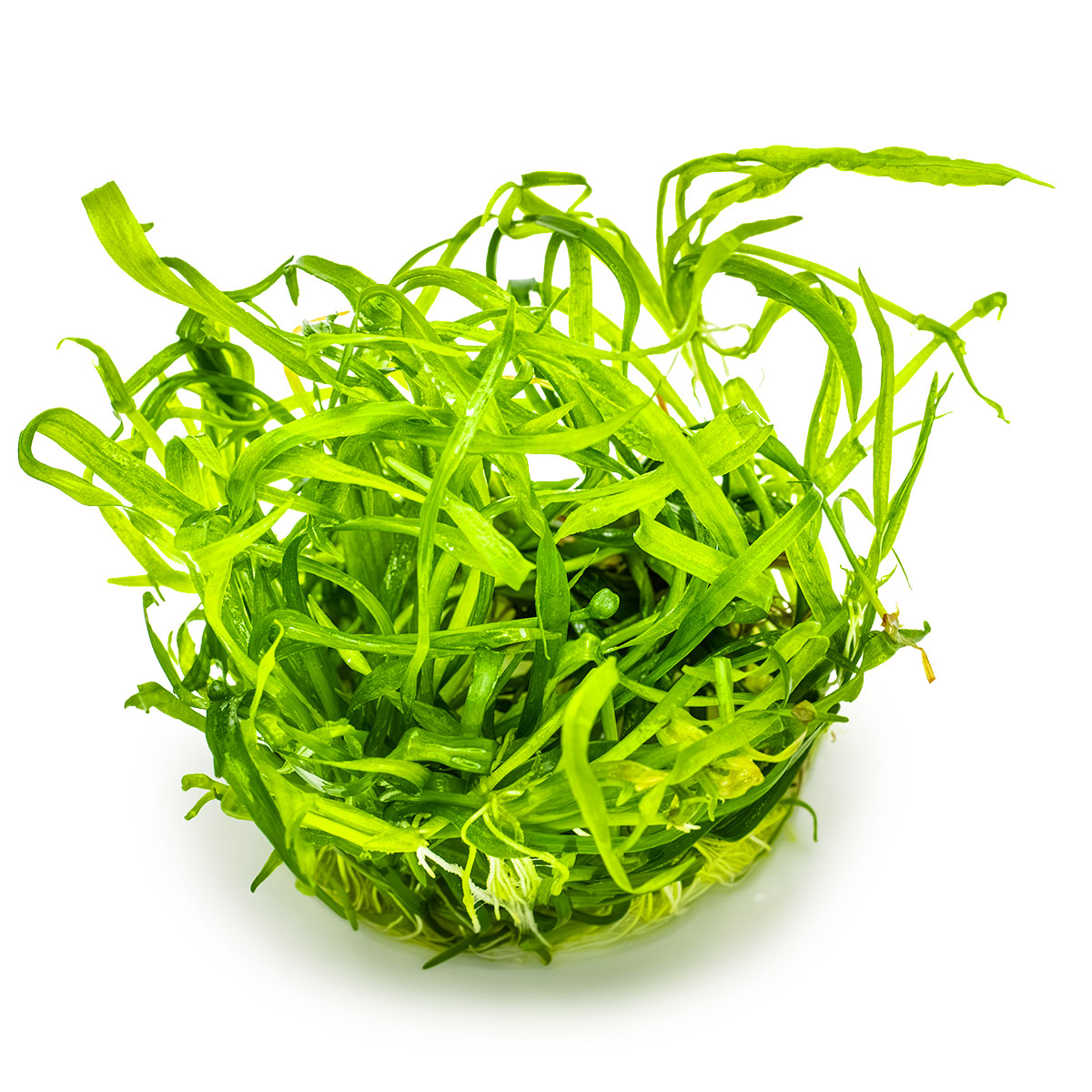 Tropica 1-2-Grow Helanthium tenellum 'Green'