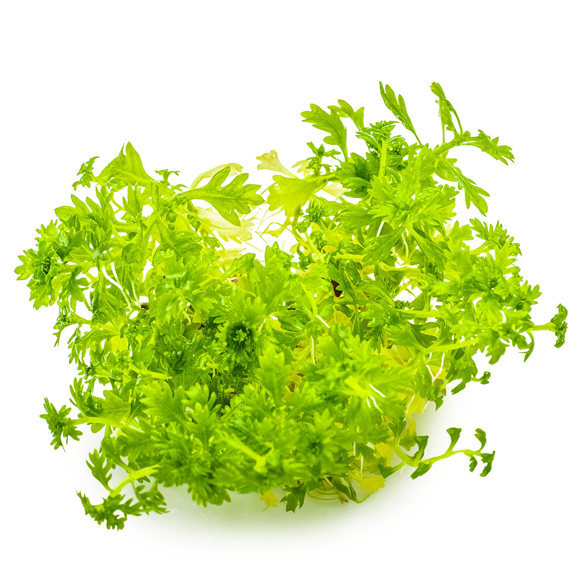 Tropica 1-2-Grow Hottonia palustris