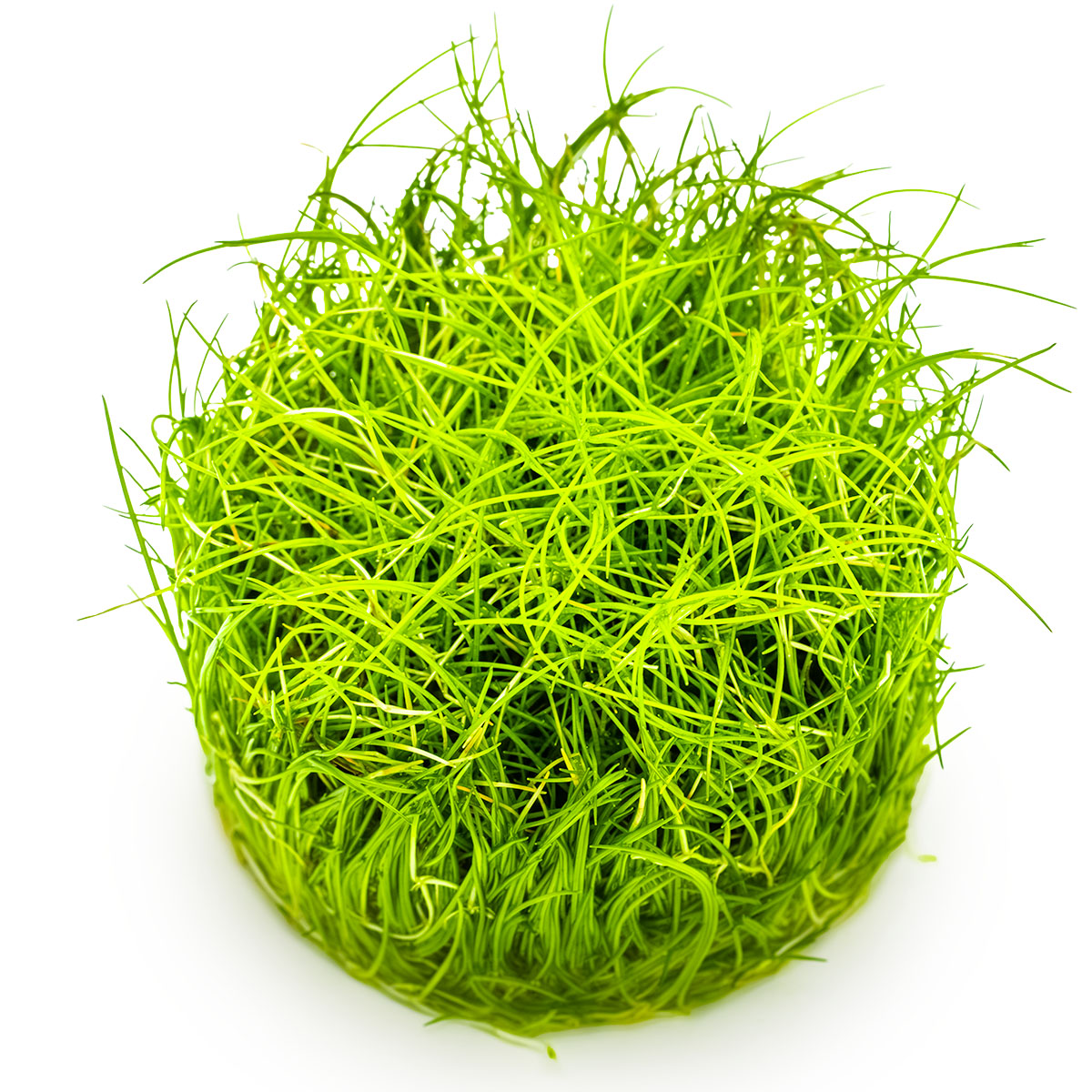 Tropica 1-2-Grow Eleocharis pusilla