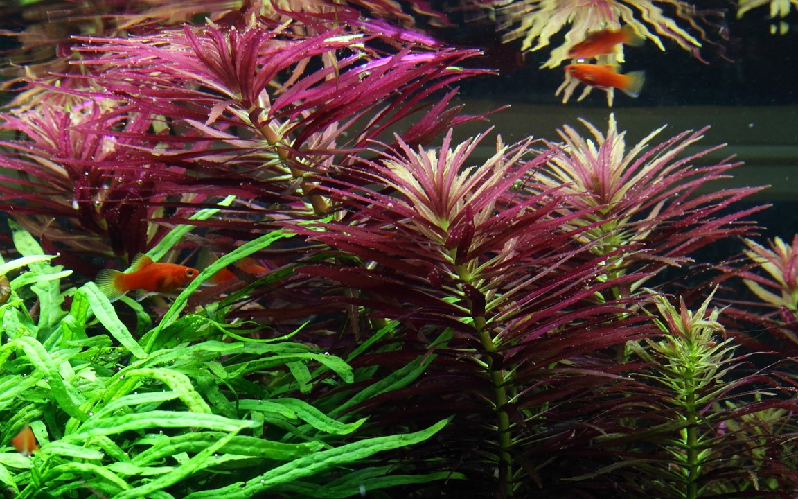 Tropica Limnophila hippuridoides