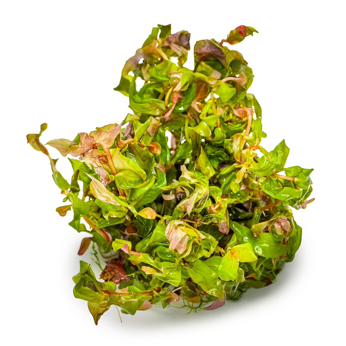 Tropica 1-2-Grow Rotala macrandra