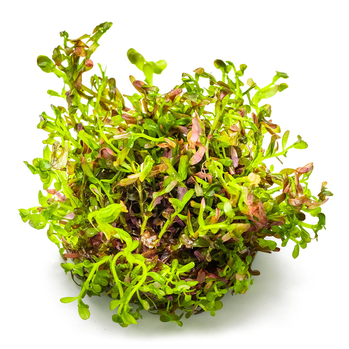 Tropica 1-2-Grow Rotala rotundifolia 'Blood Red'