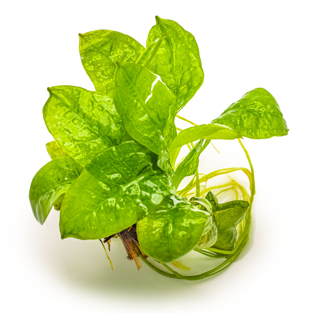 Tropica 1-2-Grow Echinodorus grisebachii 'Tropica'