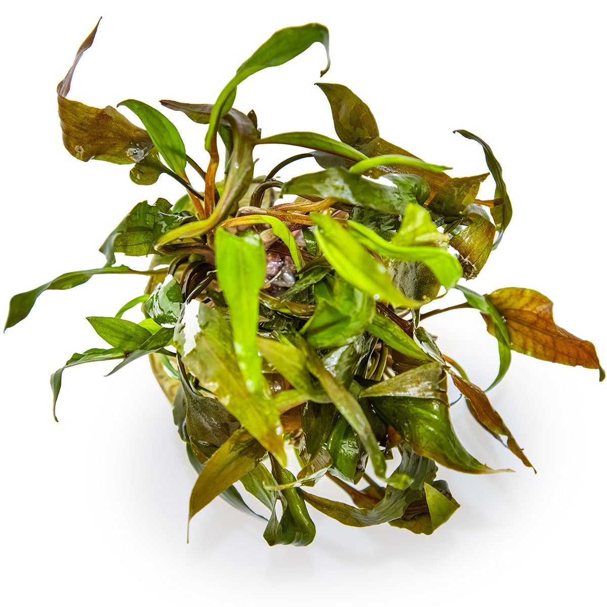 Tropica 1-2-Grow Cryptocoryne undulata 'Broad Leaf'