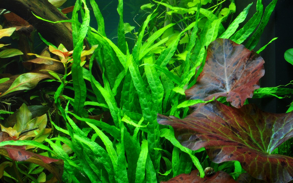 Tropica Microsorum pteropus 'Narrow'
