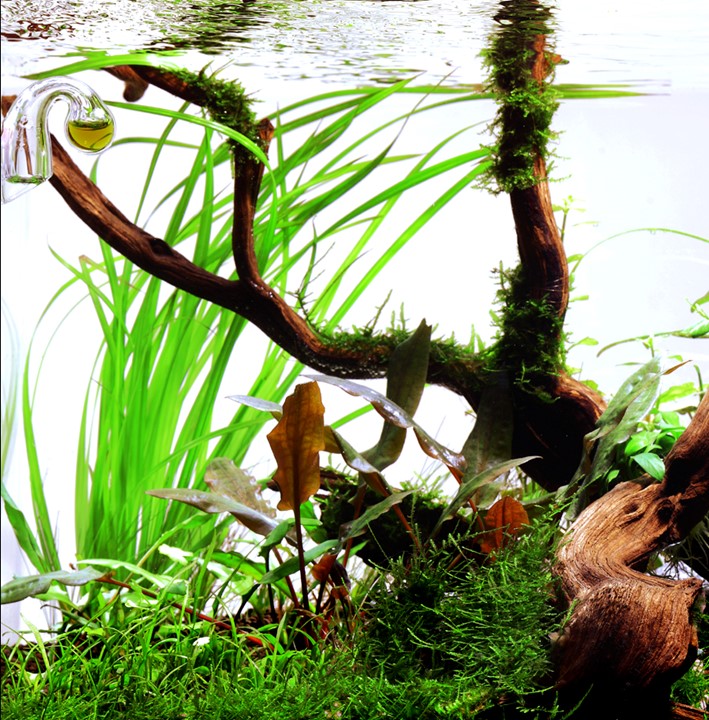 Tropica Cyperus helferi