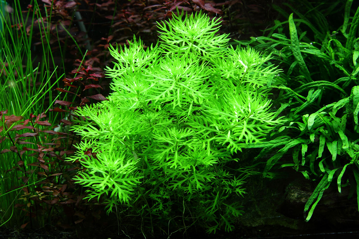 Tropica 1-2-Grow Hottonia palustris