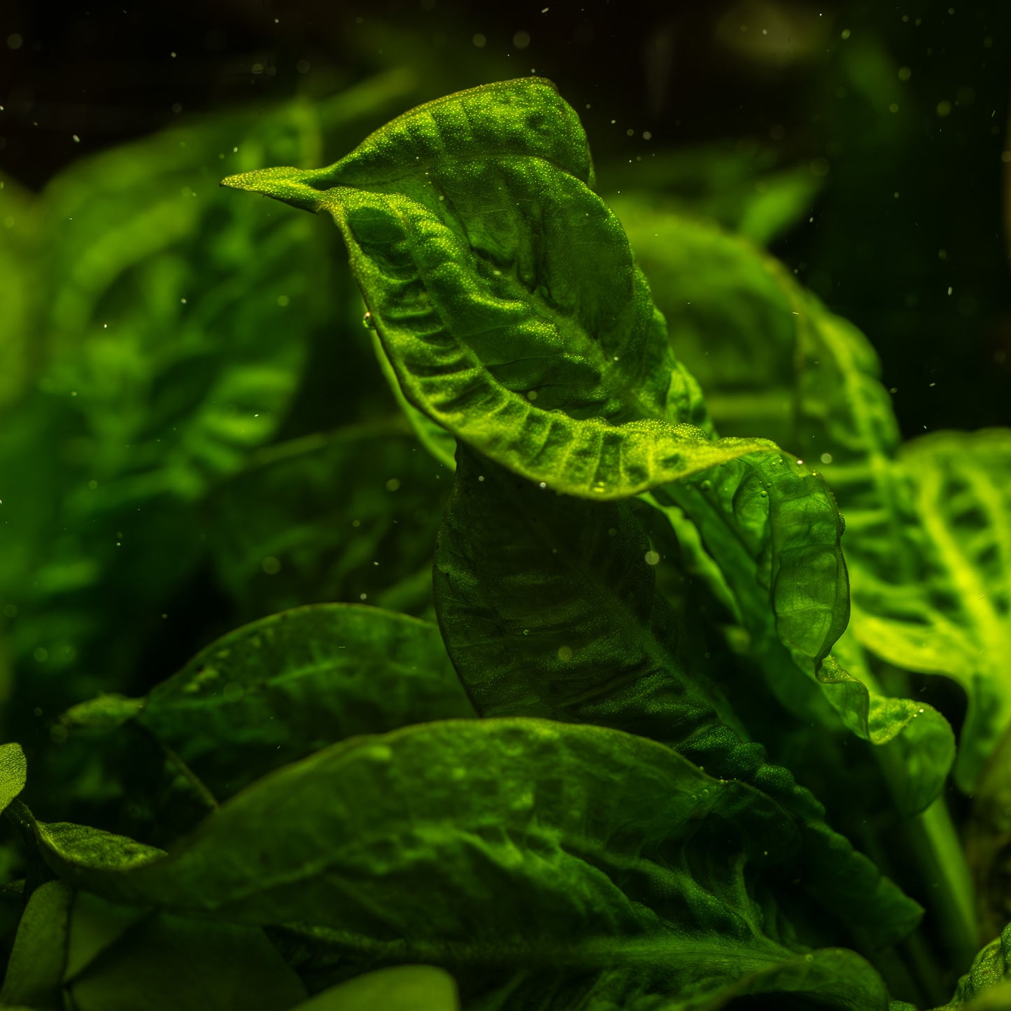Tropica 1-2-Grow Echinodorus grisebachii 'Tropica'