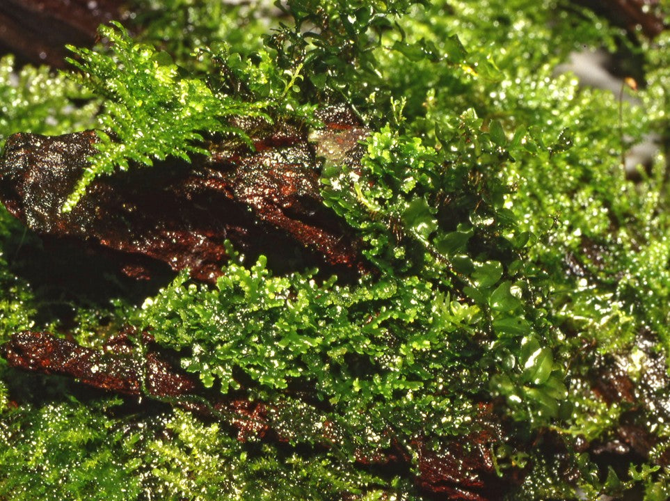 Tropica 1-2-Grow Riccardia chamedryfolia