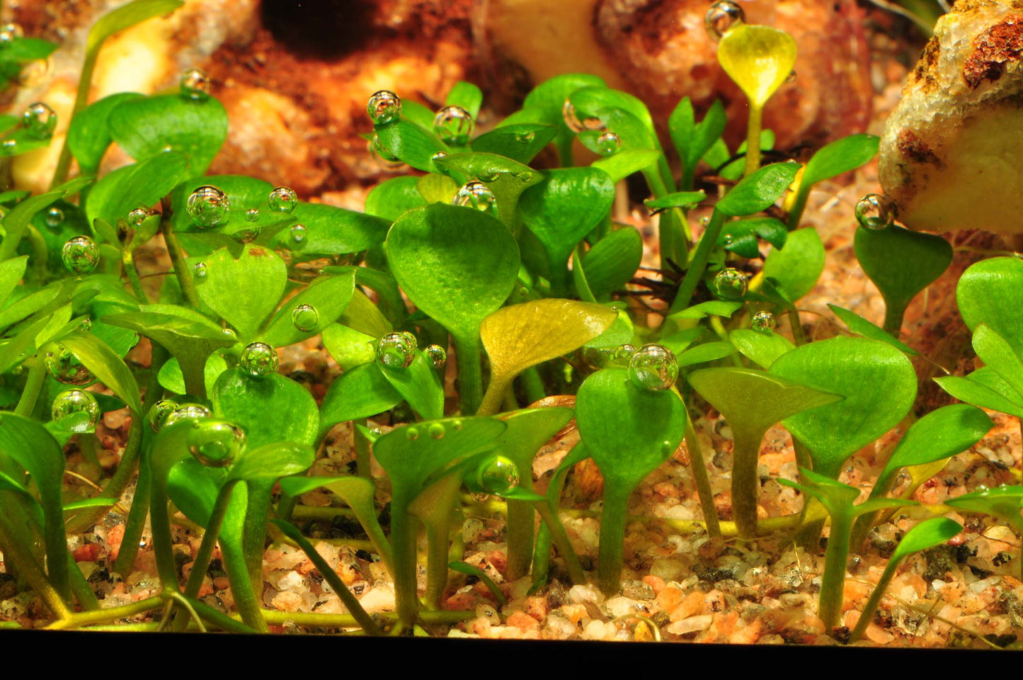 Tropica 1-2-Grow Marsilea hirsuta