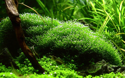 Tropica 1-2-Grow Riccia fluitans