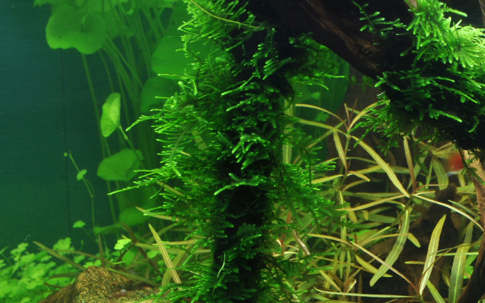 Tropica 1-2-Grow Taxiphyllum 'Spiky'