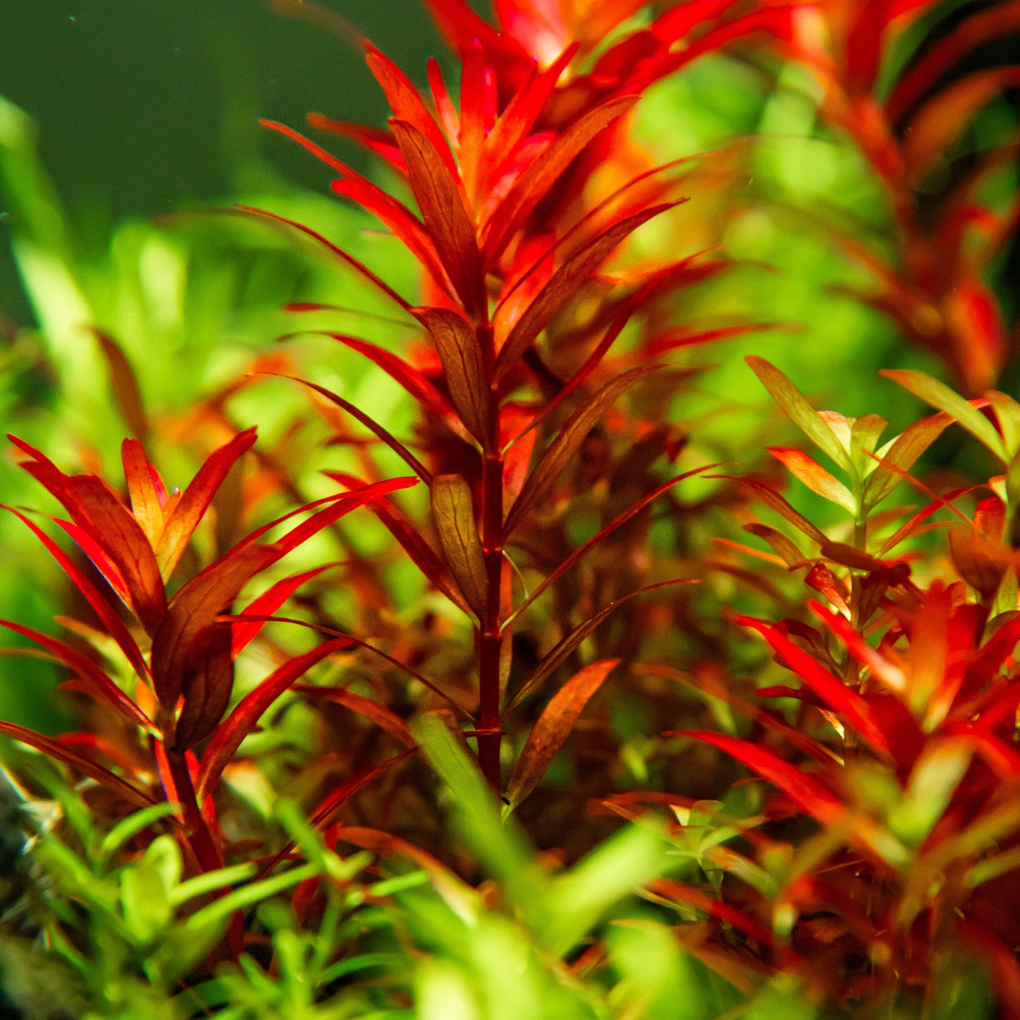 Tropica 1-2-Grow Rotala rotundifolia 'Blood Red'