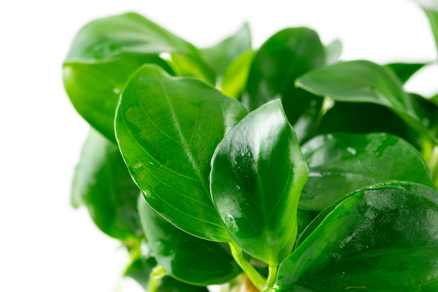 Tropica 1-2-Grow Anubias barteri nana