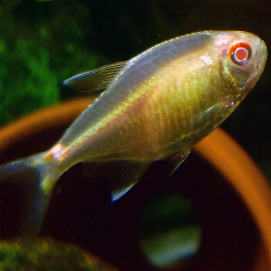 Albino Head Tail Light Tetra (Hemigrammus ocellifer)