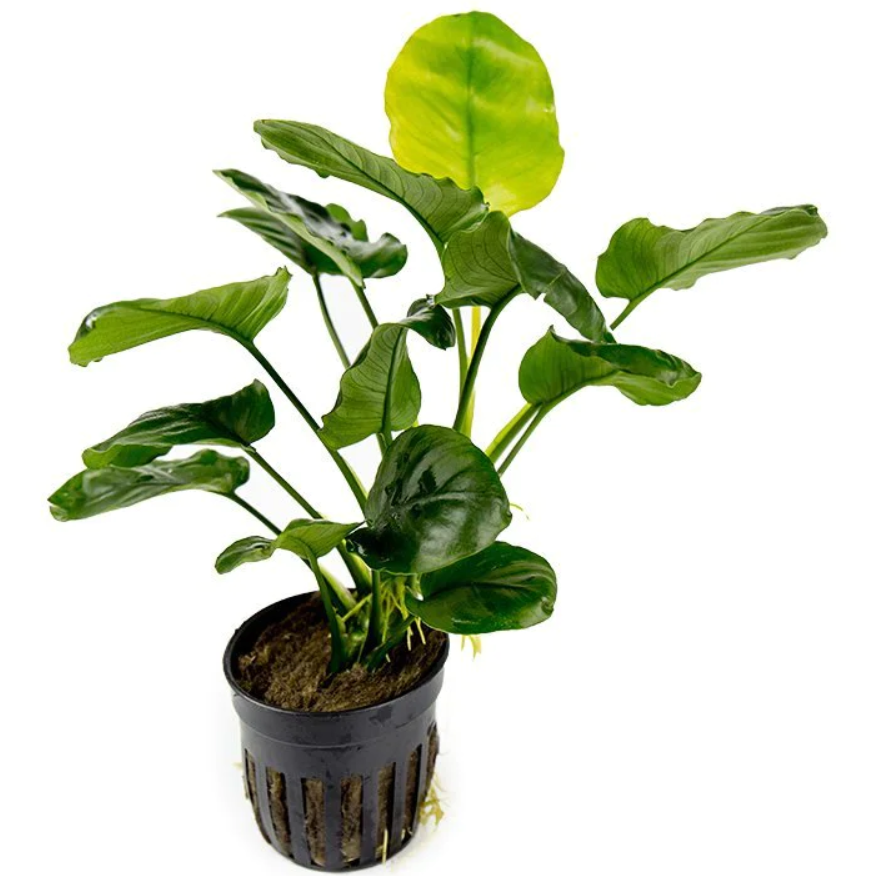 Anubias Barteri 'Golden Coin'