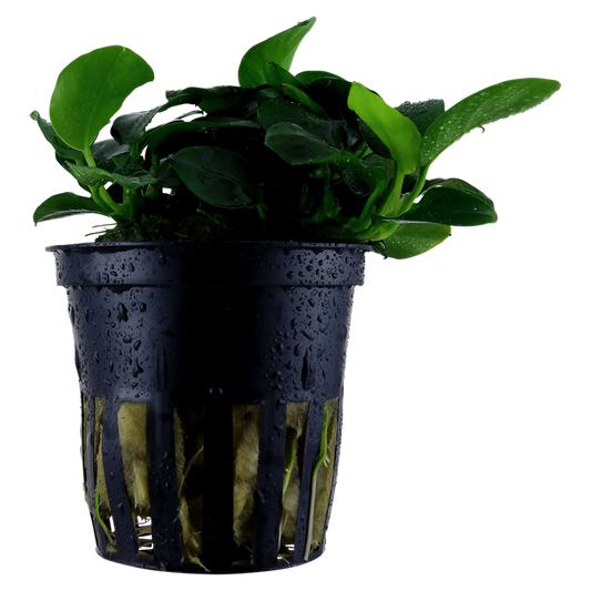 Tropica Anubias barteri 'Petite'