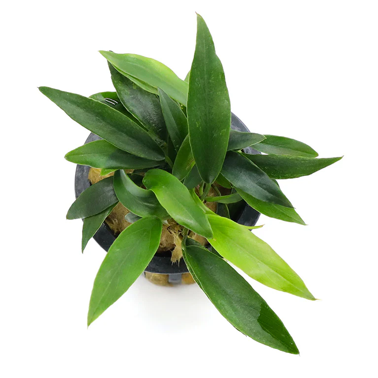 Anubias 'Chili Jalapeno'