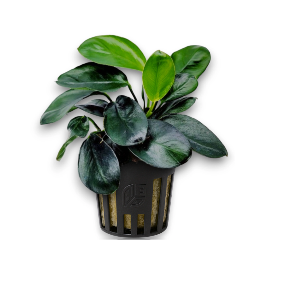 Anubias Barteri nana 'Dark Moon'
