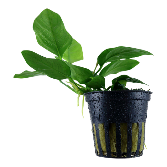 Tropica Anubias barteri nana