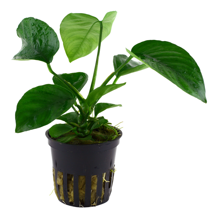 Tropica Anubias barteri var. caladiifolia
