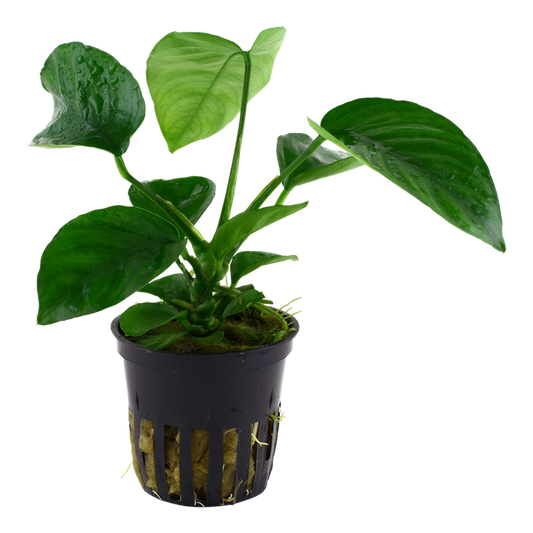 Tropica Anubias barteri var. caladiifolia