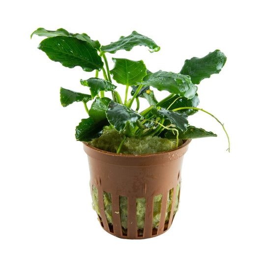 Tropica Anubias barteri var. chick 'Kirin'