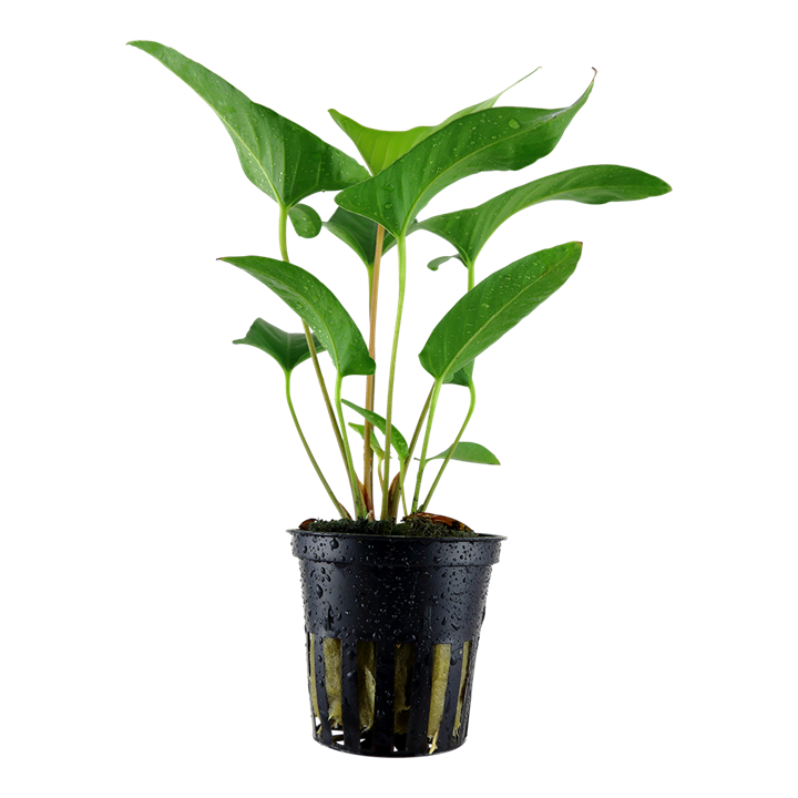 Tropica Anubias gracilis