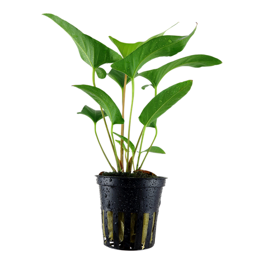 Tropica Anubias gracilis