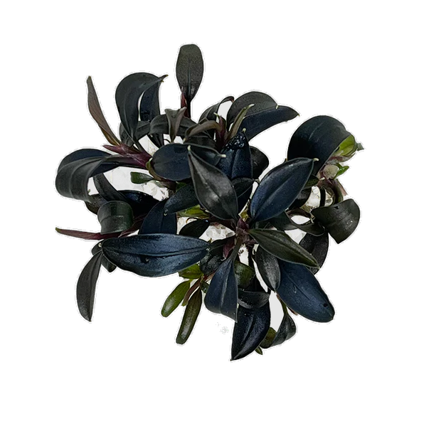 Bucephalandra Brownie Blue