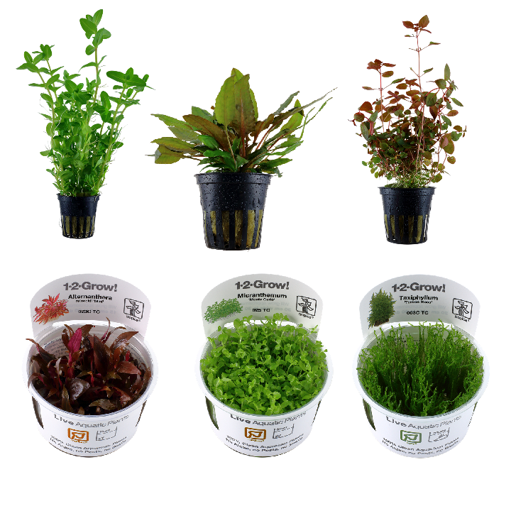 Combo Plantes