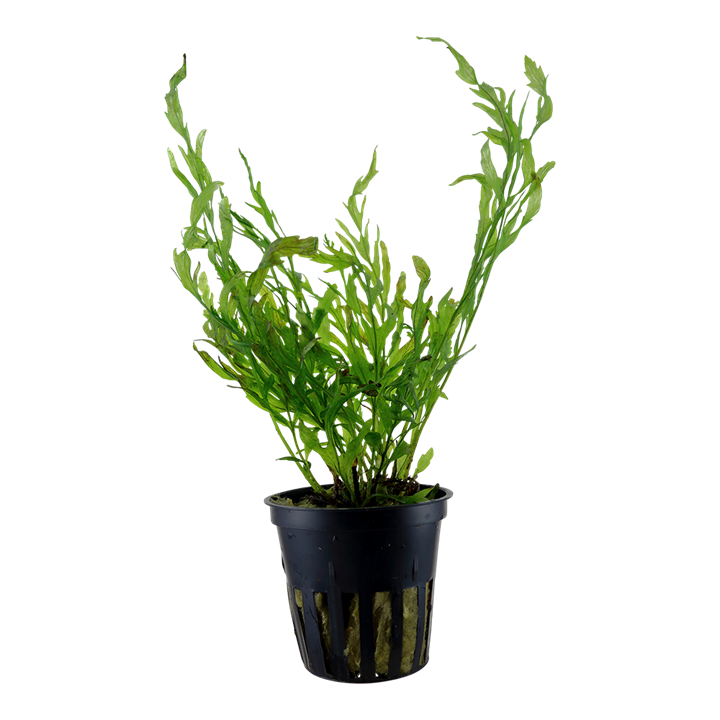 Tropica Bolbitis heudelotii
