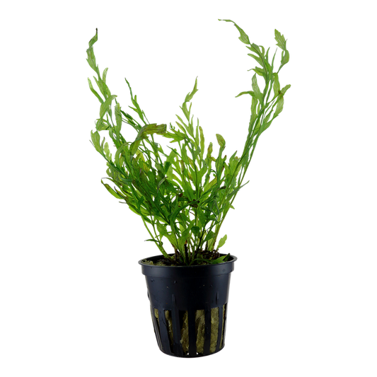 Tropica Bolbitis heudelotii