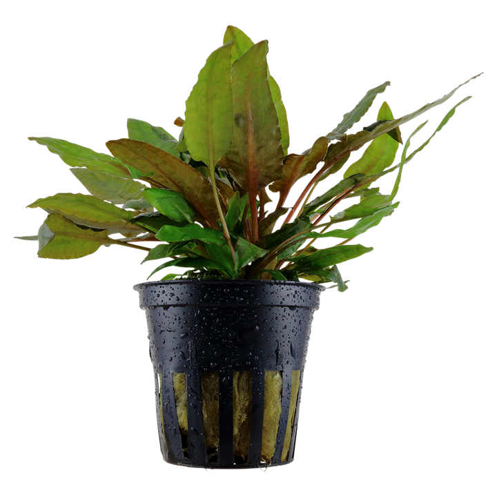 Tropica Cryptocoryne wendtii 'Tropica'