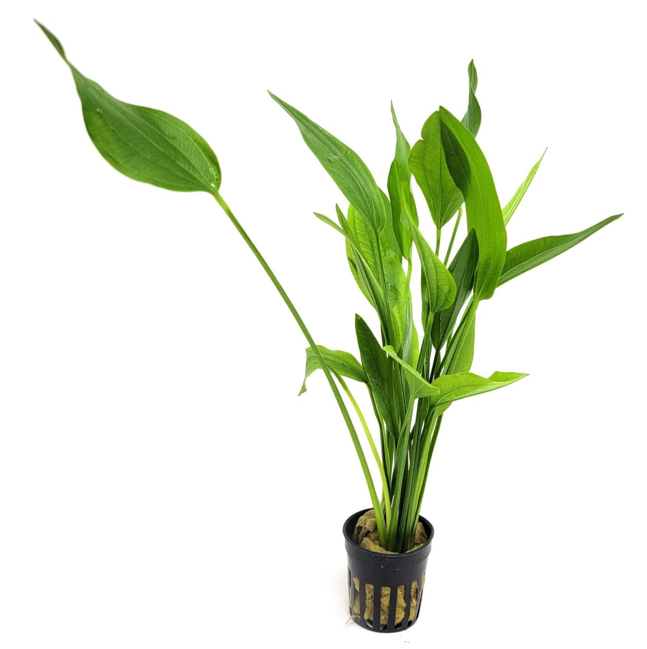 Echinodorus amazonicus (Amazon Sword)