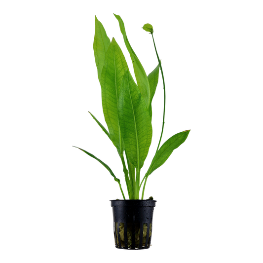 Tropica Echinodorus grisebachii 'Bleherae'