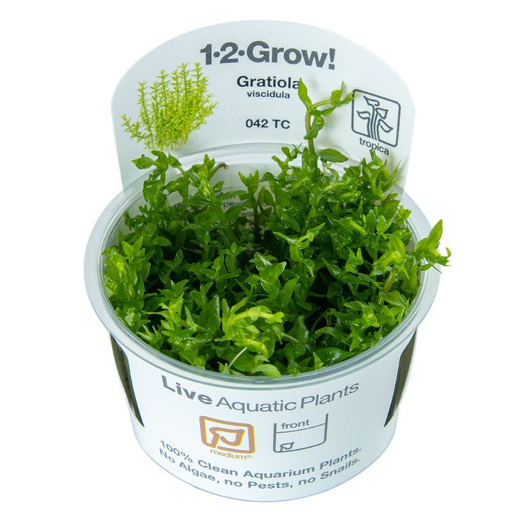 Tropica 1-2-Grow Gratiola viscidula