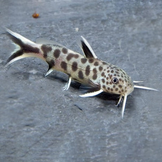 Cuckoo Catfish (Synodontis Petricola)