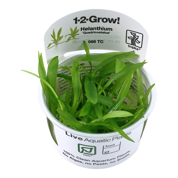 Tropica 1-2-Grow Helanthium bolivianum 'Quadricostatus'