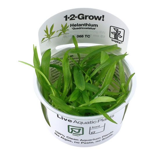 Tropica 1-2-Grow Helanthium bolivianum 'Quadricostatus'