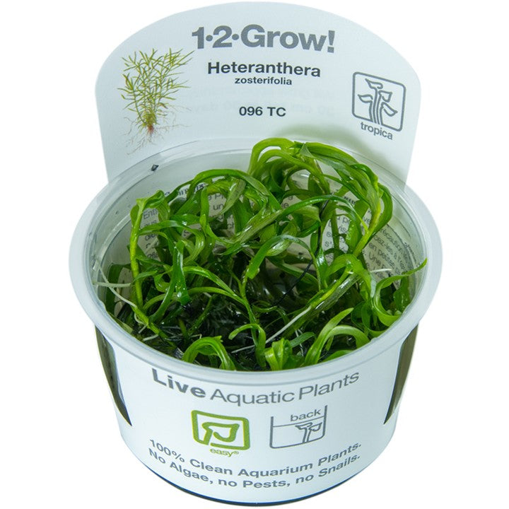 Tropica 1-2-Grow Heteranthera zosterifolia