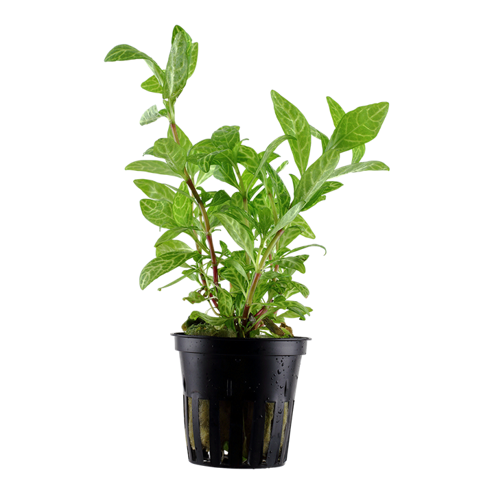 Tropica Hygrophila 'Rosanervig'