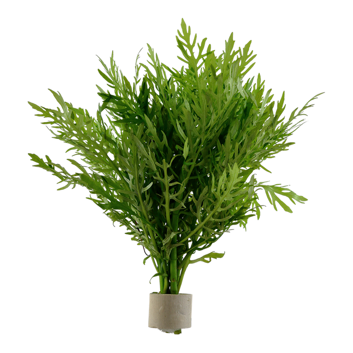 Hygrophila difformis