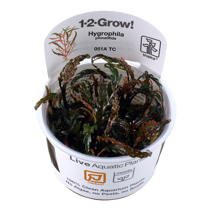Tropica 1-2-Grow Hygrophila pinnatifida