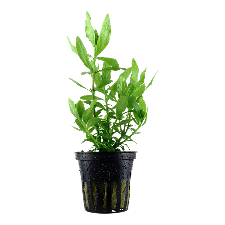 Tropica Hygrophila polysperma