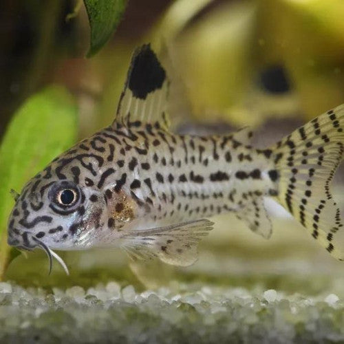 Julii Corydora (Corydoras julii)