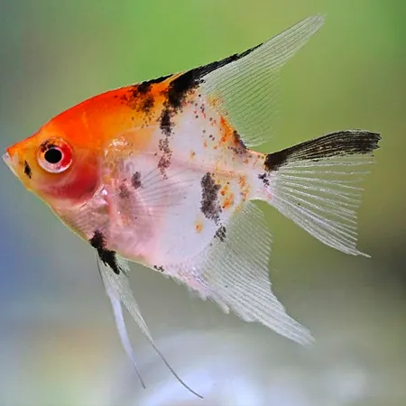 Koi Angelfish (Pterophyllum scalare)