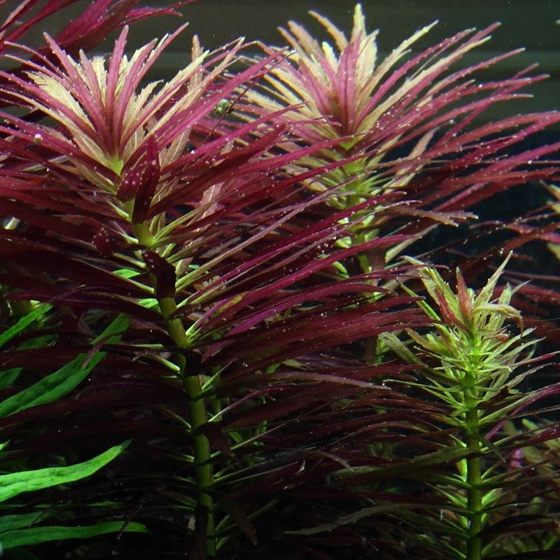 Limnophila Hippuroides