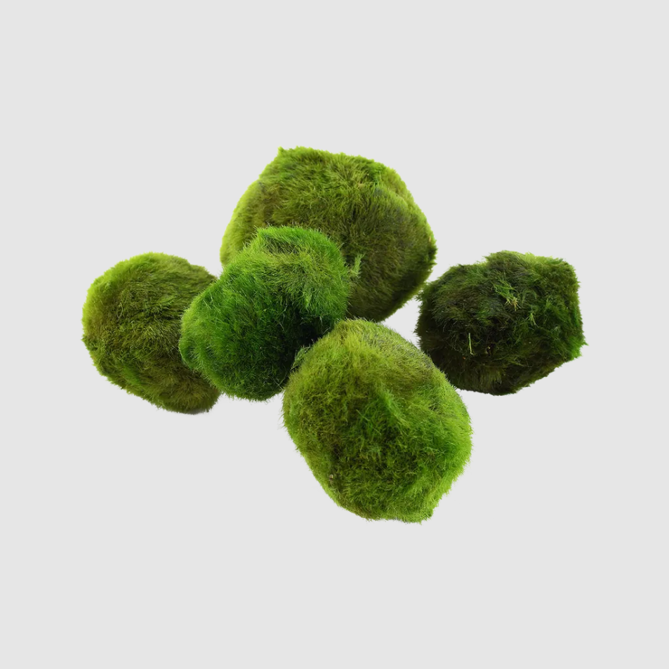 Marimo Moss Balls (Aegagropila linnaei)