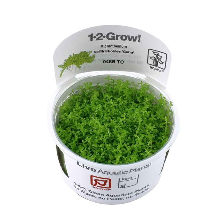 Tropica 1-2-Grow Micranthemum callitrichoides 'Cuba'